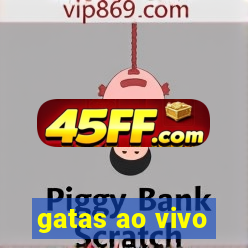 gatas ao vivo